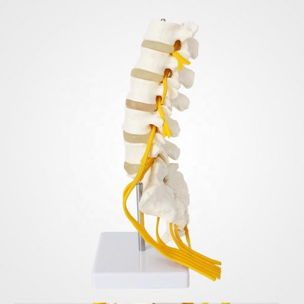 Omurga Bel Maketi Model 23 - 2