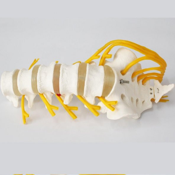 Omurga Bel Maketi Model 23 - 3