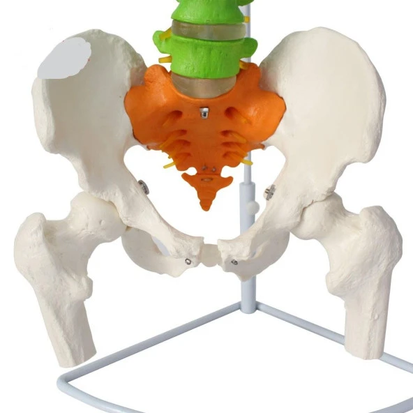 Omurga Maketi 85 cm Model 19 - 2