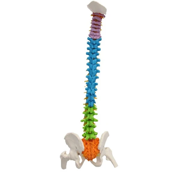 Omurga Maketi 85 cm Model 19 - 4