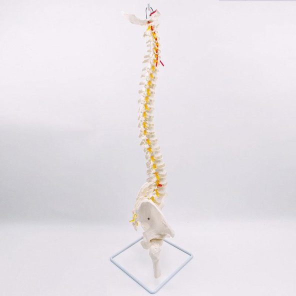 Omurga Maketi 85 cm Model 16