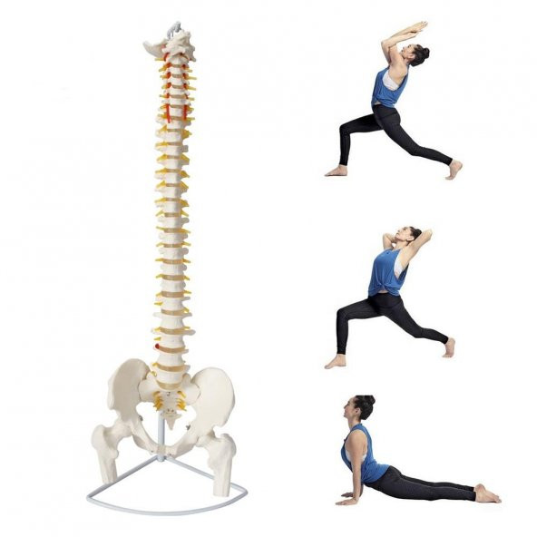 Omurga Maketi 85 cm Model 16 - 2