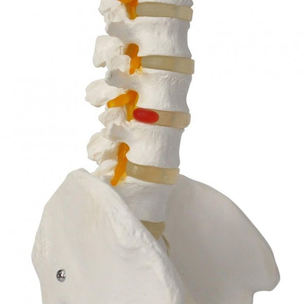 Omurga Maketi 85 cm Model 15 - 4