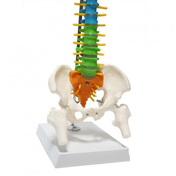 Omurga Maketi 45 cm Model 14 - 2