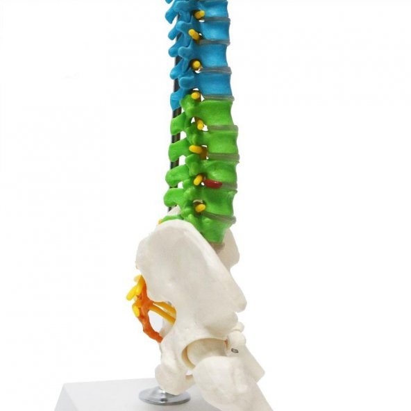 Omurga Maketi 45 cm Model 14 - 4