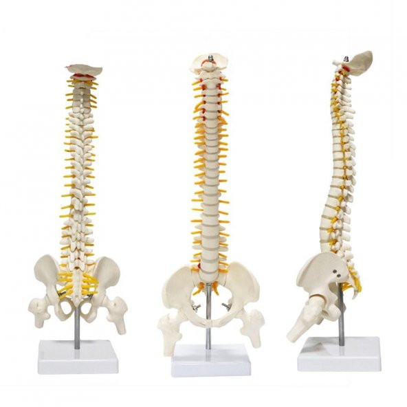 Omurga Maketi 45 cm Model 13 - 2