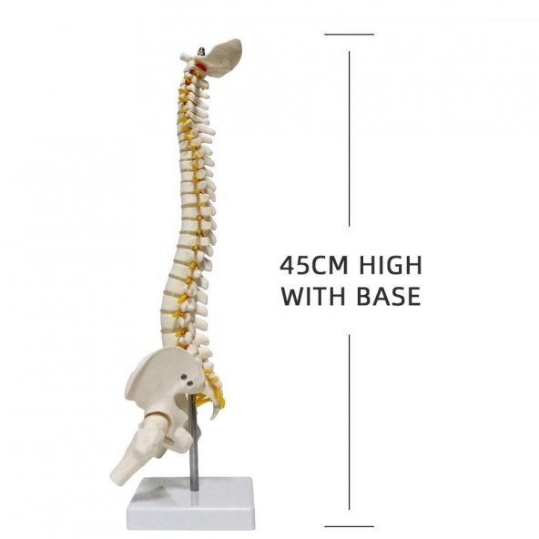Omurga Maketi 45 cm Model 13 - 4
