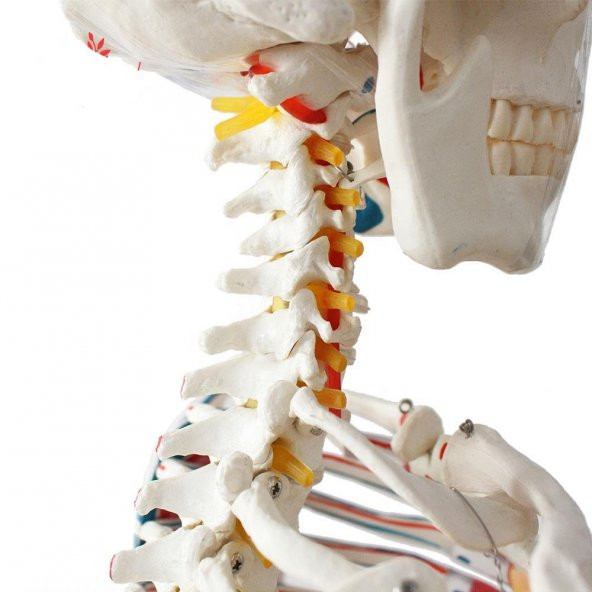 Tam İskelet Maketi 170 cm Model 12 - 2