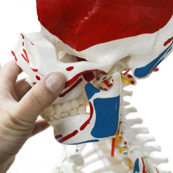 Tam İskelet Maketi 170 cm Model 12 - 3