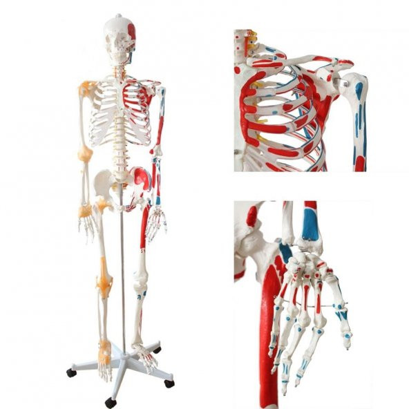 Tam İskelet Maketi 170 cm Model 12 - 4