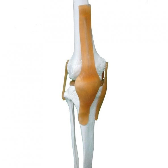 Tam İskelet Maketi 170 cm Model 11 - 3