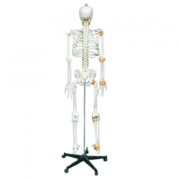 Tam İskelet Maketi 170 cm Model 11 - 5