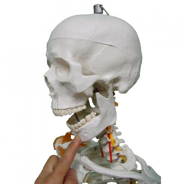 Tam İskelet Maketi 170 cm Model 11 - 6
