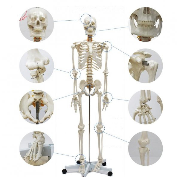 Tam İskelet Maketi 170 cm Model 10 - 2