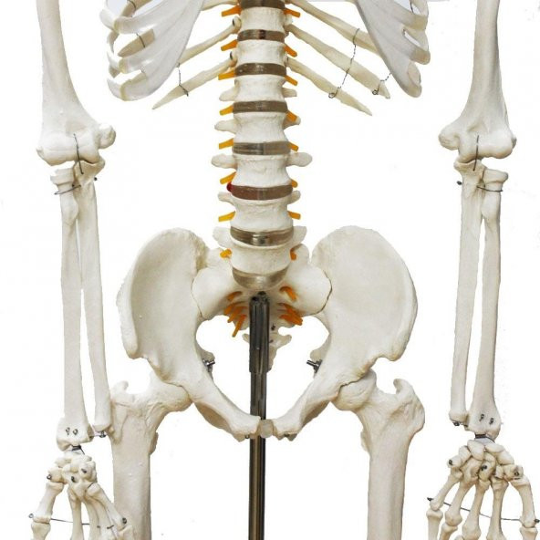 Tam İskelet Maketi 170 cm Model 10 - 3