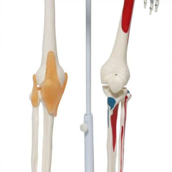 Tam İskelet Maketi 85 cm Model 9 - 3