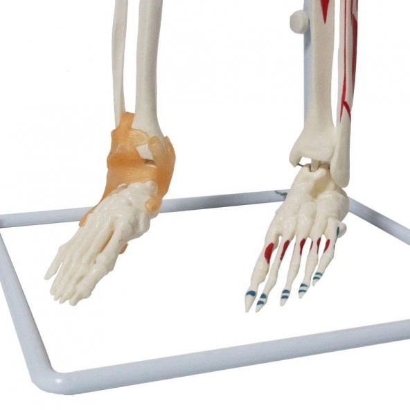 Tam İskelet Maketi 85 cm Model 9 - 5