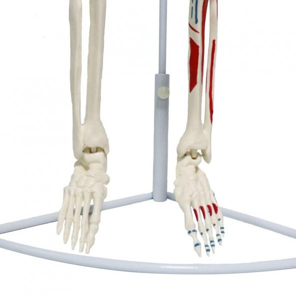 Tam İskelet Maketi 85 cm Model 7 - 5