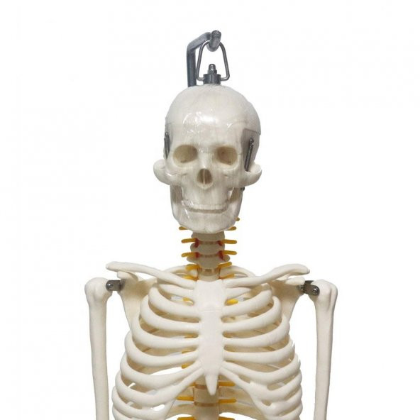Tam İskelet Maketi 85 cm Model 6 - 3