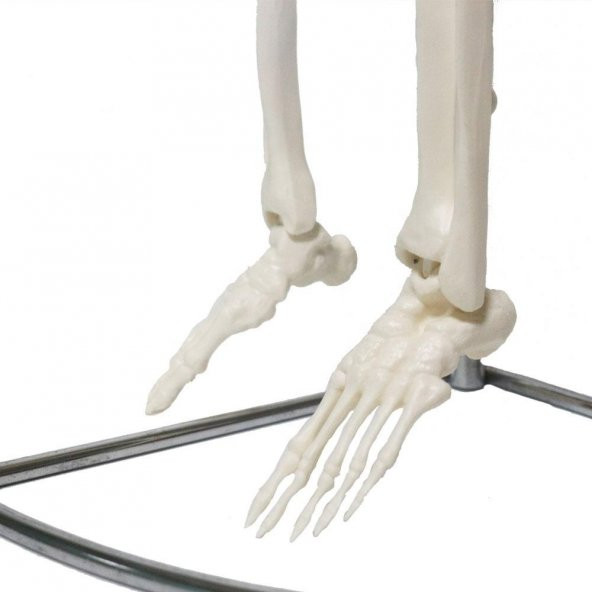 Tam İskelet Maketi 85 cm Model 6 - 4