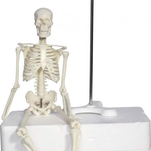 Tam İskelet Maketi 45 cm Model 4 - 2