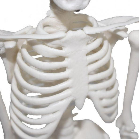 Tam İskelet Maketi 45 cm Model 4 - 4