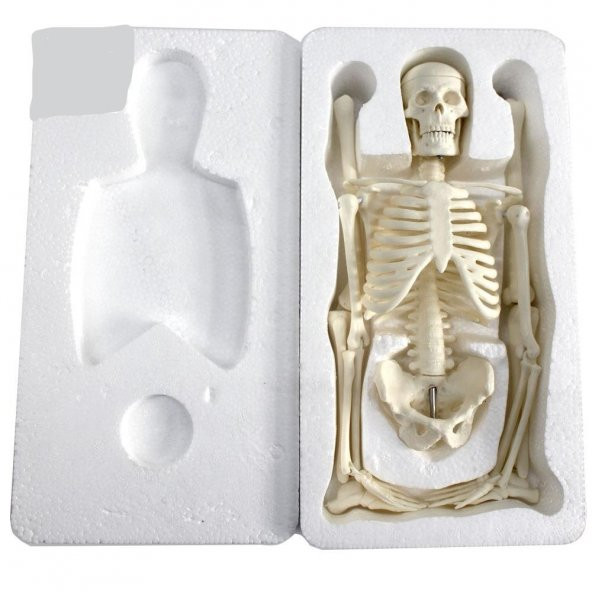 Tam İskelet Maketi 45 cm Model 4 - 5
