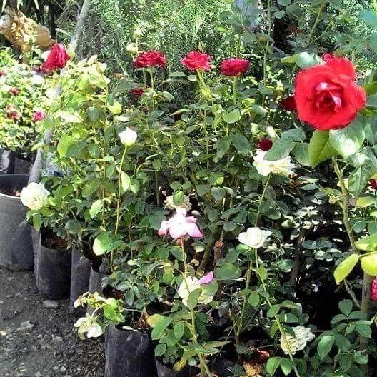 Tüplü Yediveren Rosige Landdrostei Yediven Gül Fidanı - Resim 3