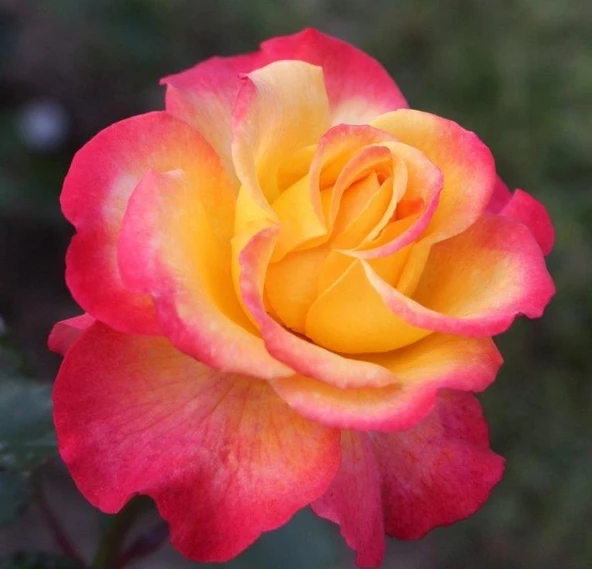 Tüplü Yediveren Oh Happy Day Kokulu Gül Fidanı ürün görseli