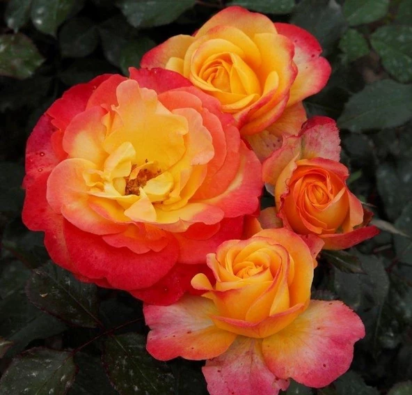 Tüplü Yediveren Flaming Star Yediven Gül Fidanı - Resim 4