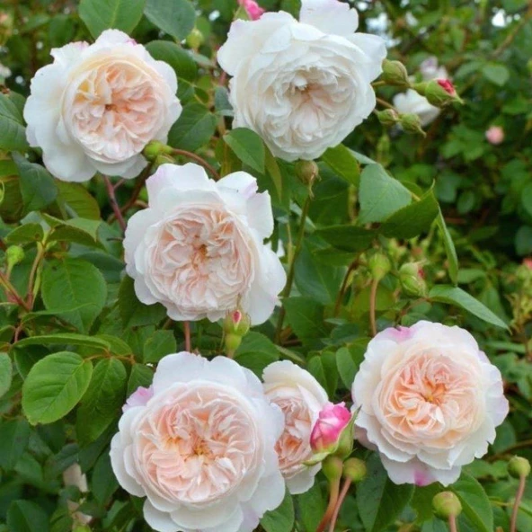 Tüplü Katmerli Blush Yediveren Gül Fidanı ürün görseli