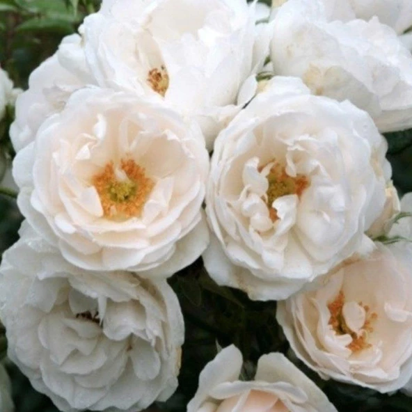 Tüplü Aşılı Hella Beyaz Kokulu Sarmaşık Gül Fidanı ürün görseli