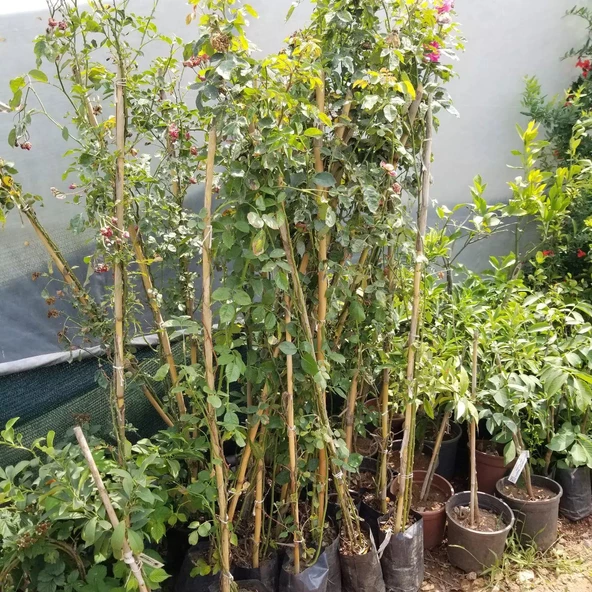 Tüplü Yediveren Osiria Kırmızı Beyaz Renkli Türk Gülü Fidanı (80-120 cm) - 3