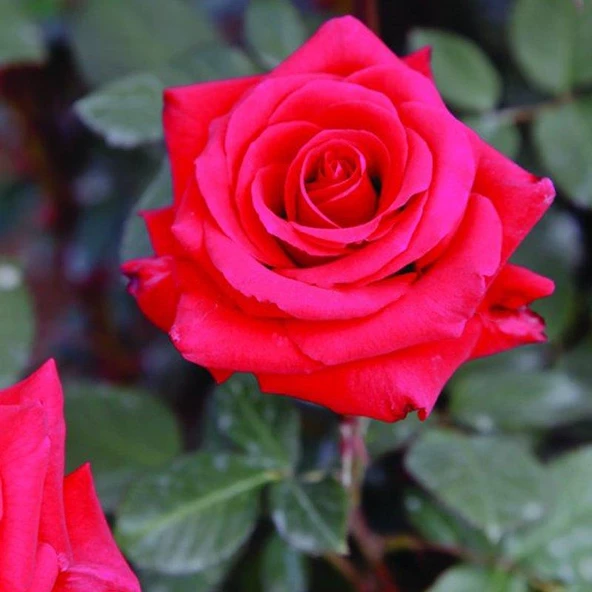 Tüplü Kokulu Adriana Gül Fidanı ürün görseli