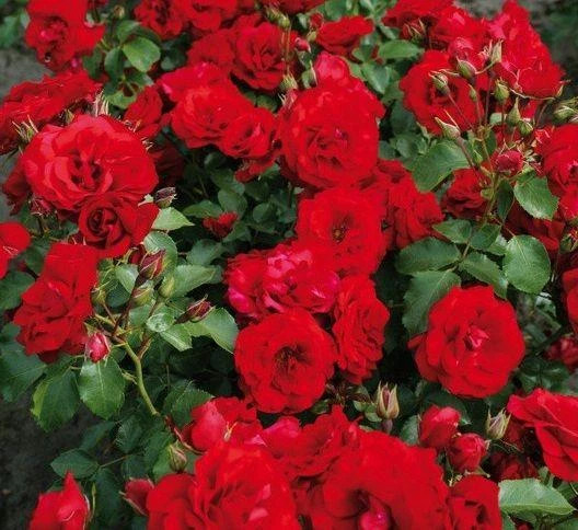 Tüplü Roter Drache Yediveren Gül Fidanı ürün görseli