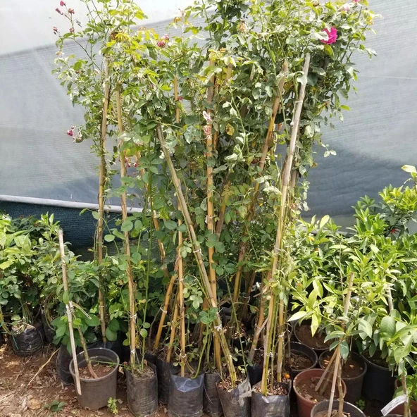 Tüplü Kokulu Kırmızı Cherry Belle Sarmaşık Gül Fidanı(120-160 cm) - Resim 2