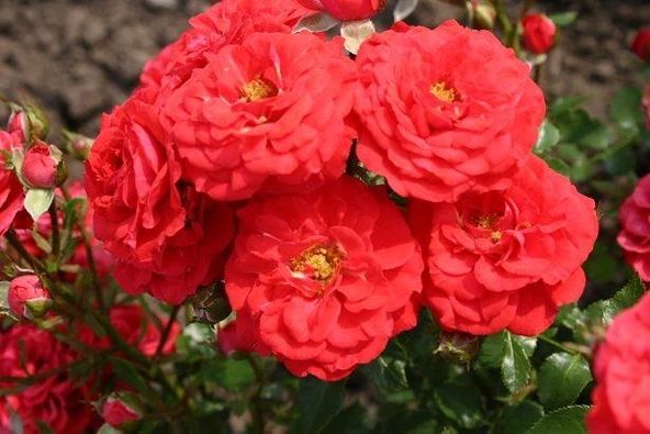 Tüplü Aşılı Zwergenfee 09 Yediveren Gül Fidanı ürün görseli