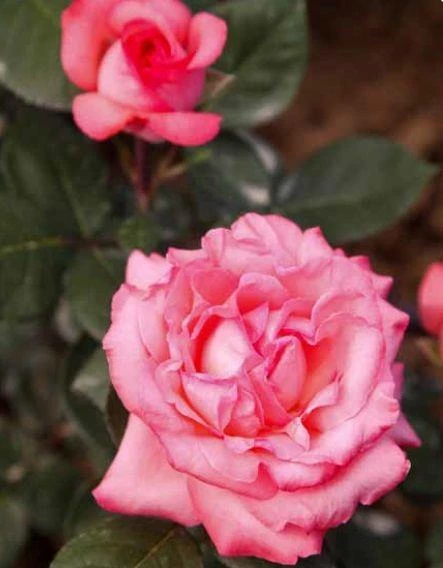 Tüplü Aşılı Esma Nar Çiçeği Yediveren Kokulu Gül Fidanı ürün görseli