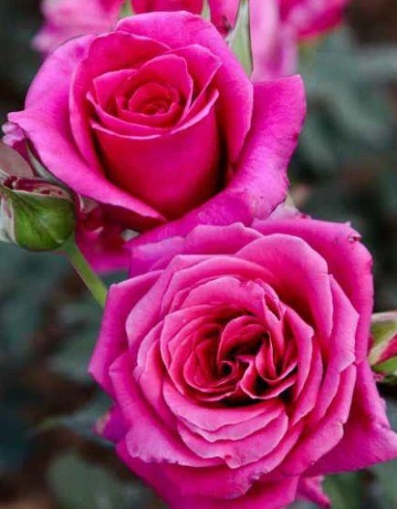 Tüplü Aşılı Lolly Koyu Pembe Kokulu Yediveren Gül Fidanı ürün görseli