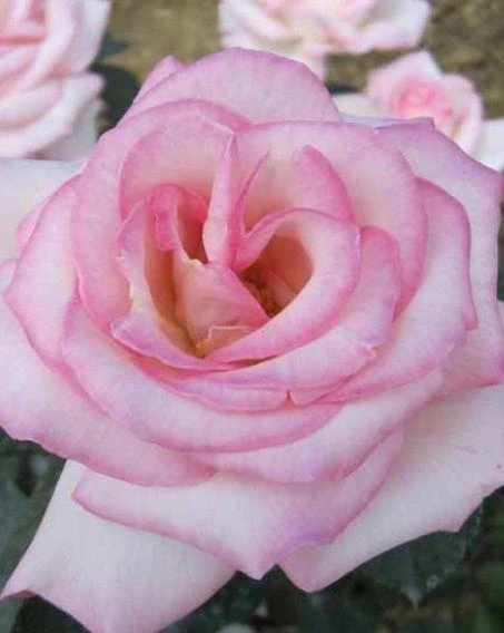 Tüplü Aşılı Princess Yediveren Kokulu Gül Fidanı ürün görseli 1