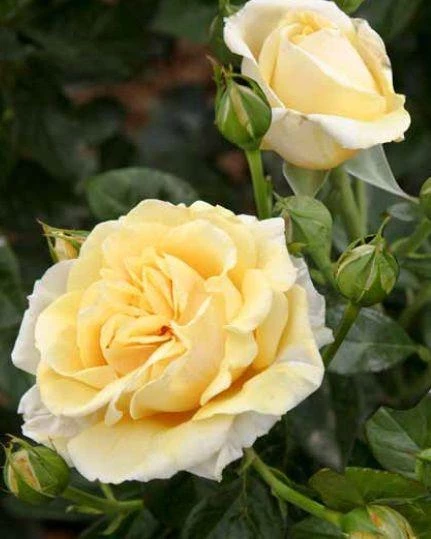 Tüplü Aşılı Salvador Dali Sarı Yediveren Kokulu Gül Fidanı ürün görseli