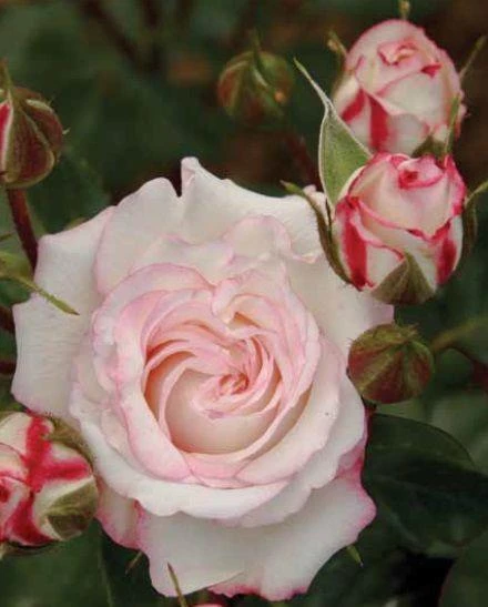 Tüplü Aşılı Blue Orkan Yediveren Gül Fidanı ürün görseli