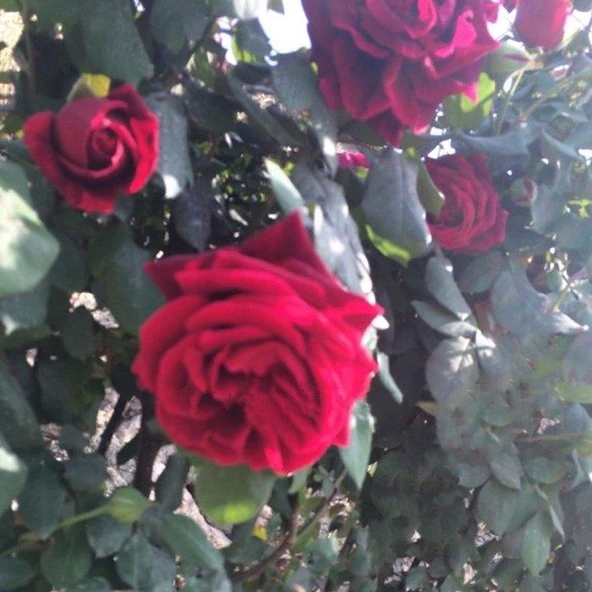 Tüplü Aşılı Yoğun Kokulu Kırmızı Kozluören Sarmaşık Gül Fidanı ürün görseli