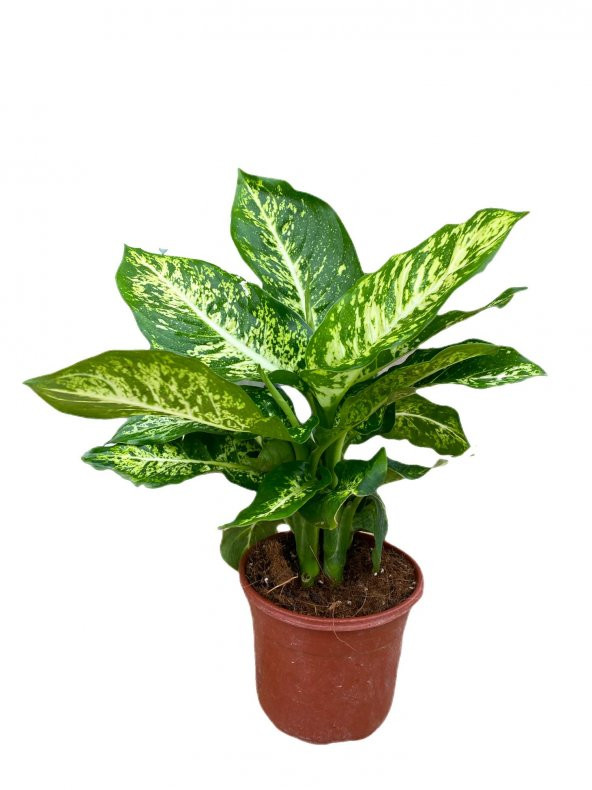 DİFENBAHYA BİTKİSİ-Dieffenbachia Camilla 30-40 cm - 3