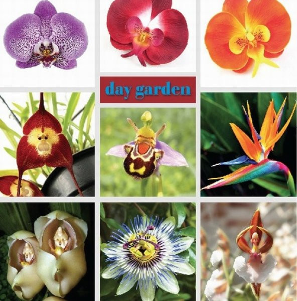 DAY 10 ADET ARI ORKİDE ÇİÇEK TOHUMU + 10 ADET HEDİYE KARIŞIK RENK GÜL TOHUMU - Resim 2