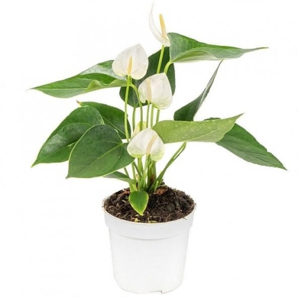 DAY GARDEN 50 ADET BEYAZ RENK ANTORYUM ÇİÇEK TOHUMU + 10 ADET HEDİYE GÜL TOHUMU