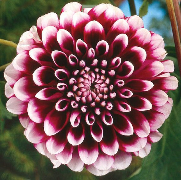 DAY GARDEN 10 ADET MOR DAHLİA ÇİÇEĞİ TOHUMU + 10 ADET HEDİYE KARIŞIK GÜL ÇİÇEK TOHUMU - 1