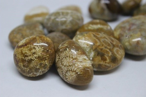 Tibet Akik Taşı Fosilli ürün görseli