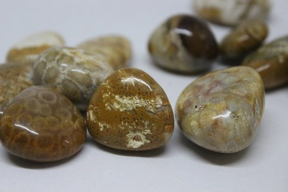 Tibet Akik Taşı Fosilli - Resim 3