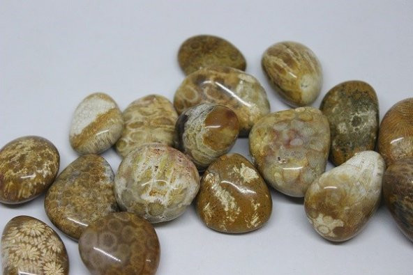 Tibet Akik Taşı Fosilli - Resim 4